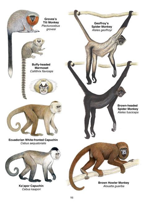 Os Primatas Sociedade Brasileira De Primatologia