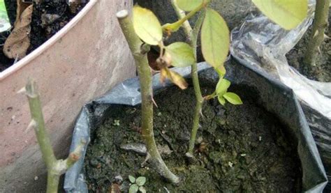 Gambar bunga mawar dan cara penyerbukannya. Cara Menanam Bunga Mawar Dari Stek Batang, Lengkap dan ...