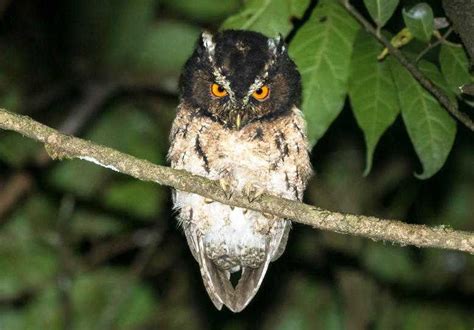 Suara Burung Celepuk Jawa Celepuk Jawa Javan Scops Owl Otus