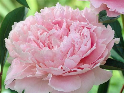 Types And Varieties Of Peonies English Round 2 The Islamic World And