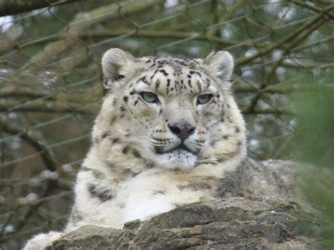 Snow Leopard Marwell Zoo 4th March 2023 Rhodri Thomas Flickr