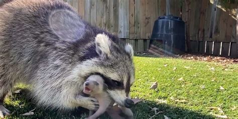Mama Raccoon Patiently Waits For Guy To Rescue Her Crying Babies