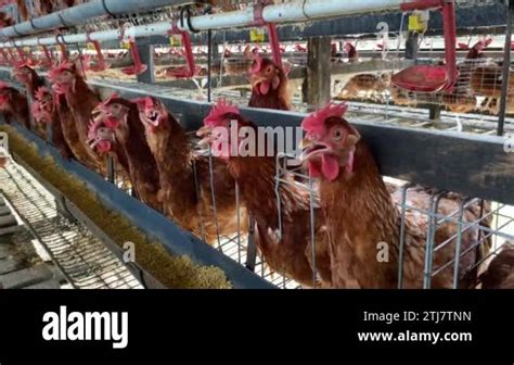Heat Stress Layer Brown Chicken Hens In Cage Battery Conventional