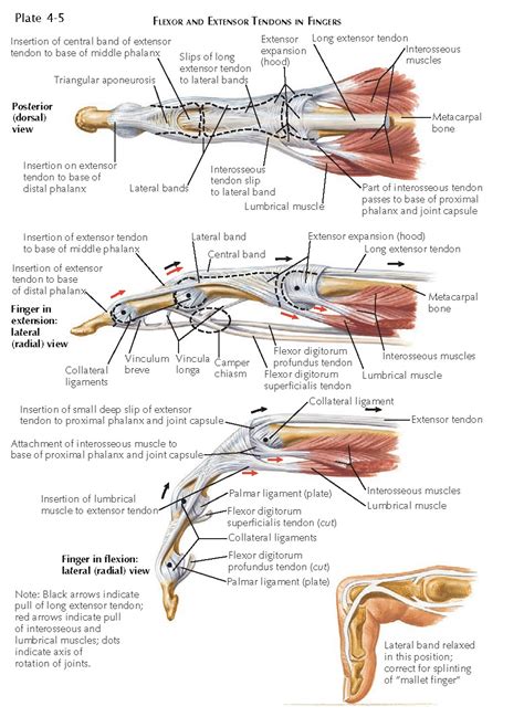 Flexor And Extensor Tendons In Fingers Anatomy Insertion Of Central