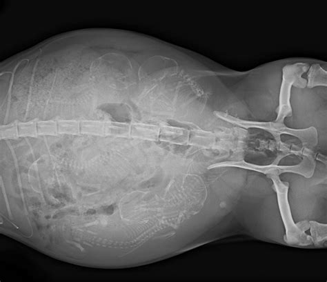 Impresionantes Radiografías De Vientres De Animales Preñados Nexofin