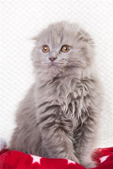 Scottish Fold Highland Fold Kitten Gray Fluffy Cat Stock Image Image