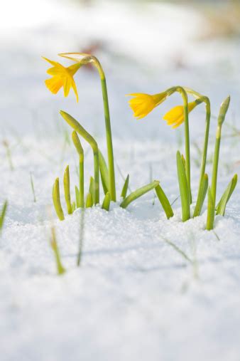 Daffodil Blooming Through The Snow Stock Photo Download Image Now