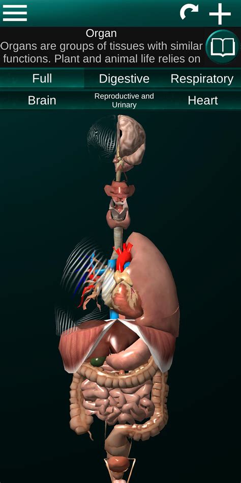 Types and functions of dog anatomy Internal Organs in 3D (Anatomy) for Android - APK Download