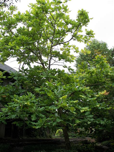 We did not find results for: PlantFiles Pictures: Magnolia Species, Bigleaf Magnolia ...