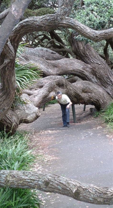 Nature lovers, hop up to the north island and discover all the things to do in auckland, new as auckland makes it way into its spring and summer months, nature lovers listen up: Auckland - Albert Park | Weird trees, Unique trees, Nature ...