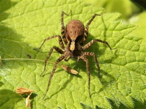Wolf Spider Facts And The Changing Population In The Arctic Owlcation