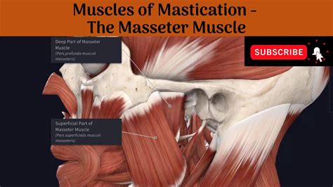 Muscles Of Mastication Masseter Muscle Origin Insertion Nerve