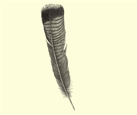 Turkey Feather Drawing At Explore Collection Of Turkey Feather Drawing