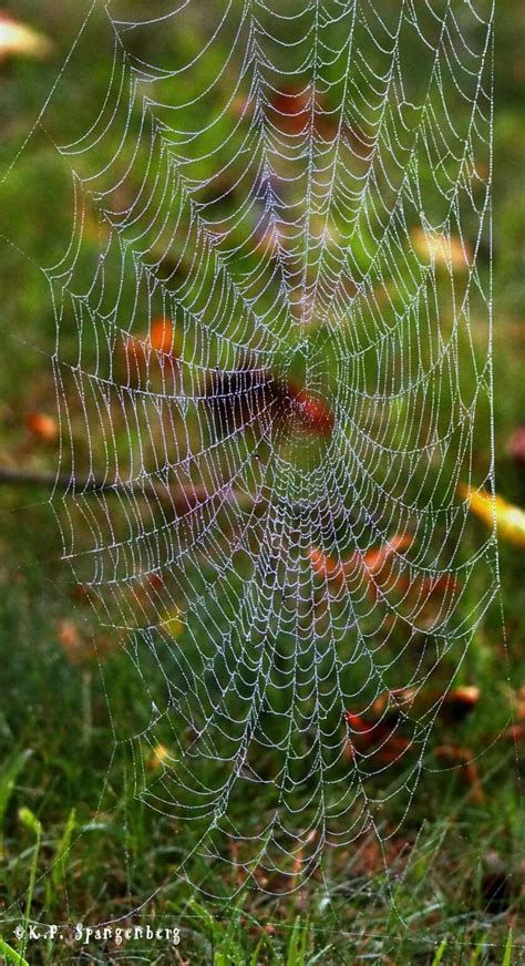 Spider Web In The Morning Dew ~ Natures Art ~ Please View Full Screen