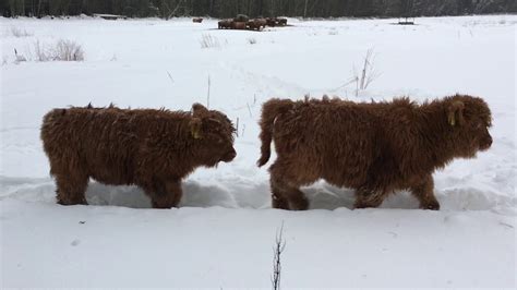 Scottish Highland Cattle In Finland Tiny Calf Snow Train Followed By A