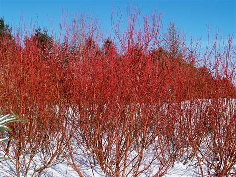 Dynamic yellow twig dogwood is a deciduous shrub with bright, ornamental twigs. Cardinal Redtwig Dogwood - Knecht's Nurseries & Landscaping
