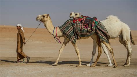 The UAE's Other Side: Celebrating Camels in the Desert | Condé Nast