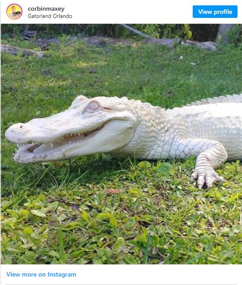 Two Albino Alligator Babies Were Born At Wild Florida Zoo In Florida