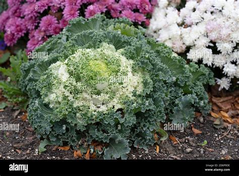 White Ornamental Flowering Kale Growing In Garden Autumn Flowers