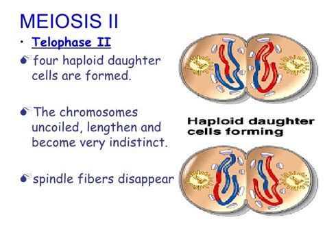 Lect 3 Meiosis
