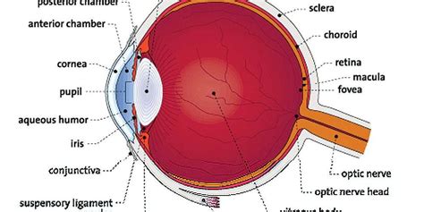 Diagram Of The Eye