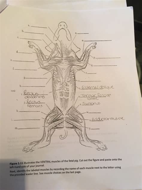 Fetal Pig Muscles Labeled