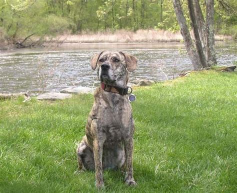 News and pictures about redbone coonhound dog redbone coonhound dog breed profile directory of dog breeders with redbone coonhound puppies for sale and redbone coonhound dogs for adoption. bluetick coonhound lab mix - Google Search | Bluetick coonhound, Coonhound, Cute animals