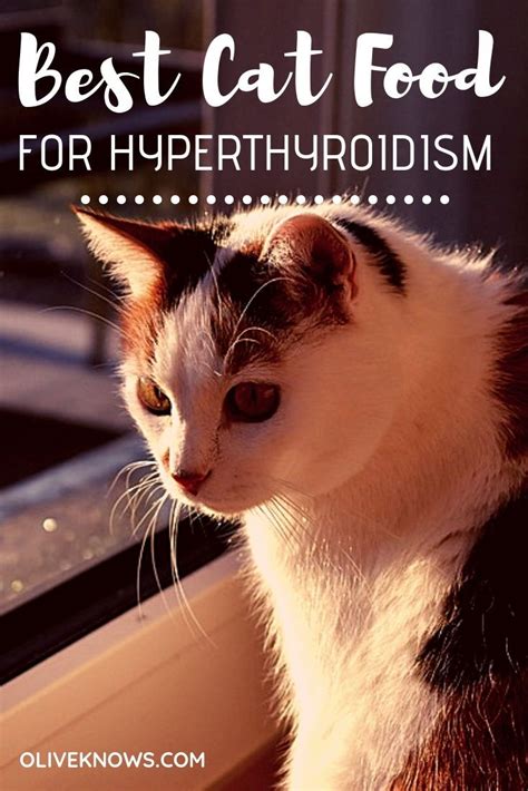 Hyperthyroidism in cats can mask changes in renal function, including chronic kidney disease (ckd), because of hyperfiltration and muscle loss. The Best Cat Food for Hyperthyroidism | Cat food, Best cat ...