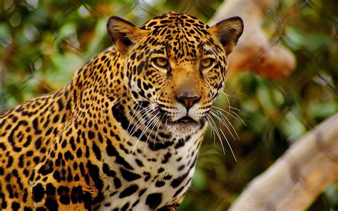 See more ideas about wild cats, animals wild, jaguar. Jaguar HD Wallpaper | Background Image | 1920x1200 | ID ...