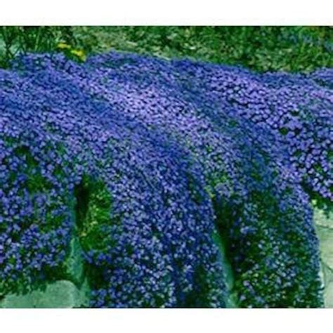 Seeds Blue Rockcress Cascading Seeds Excellent Perennial Ground