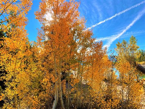 Fall Leaves 5 Places You Can Go Leaf Peeping This Weekend In Colorado