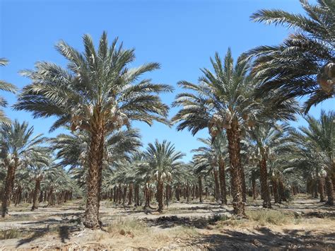Quality Phoenix Dactylifera Palm Trees At Low Price West