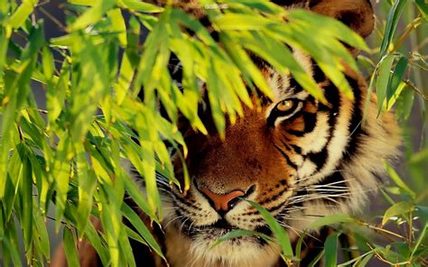 Beautiful Tiger Wallpapers Top Free Beautiful Tiger Backgrounds