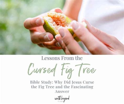 Why Did Jesus Curse The Fig Tree The Fascinating Answer