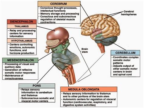 Pengertian gambar adalah sebuah perpaduan antara titik, garis, bidang dan warna yang berguna untuk mencitrakan sesuatu. Image result for gambar sistem saraf manusia dan fungsinya ...