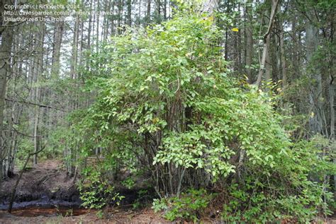 Wild blueberry bushes, top of mt. PlantFiles Pictures: Highbush Blueberry (Vaccinium ...
