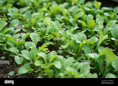 Young Rucola Plants Hi Res Stock Photography And Images Alamy