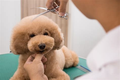 If your looking for labradoodle puppies for sale, you may want to know what your getting into grooming wise before you buy. 5 Reasons Why Your Dog Needs Weekly Grooming | Vanillapup