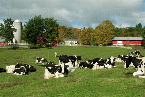 Livestock Holstein Dairy Cows Resting On A Green Pasture With Dairy