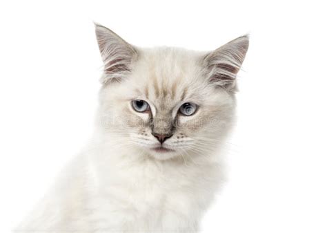 Close Up Of A Ragdoll Kitten 3 Months Old Isolated Stock Photo