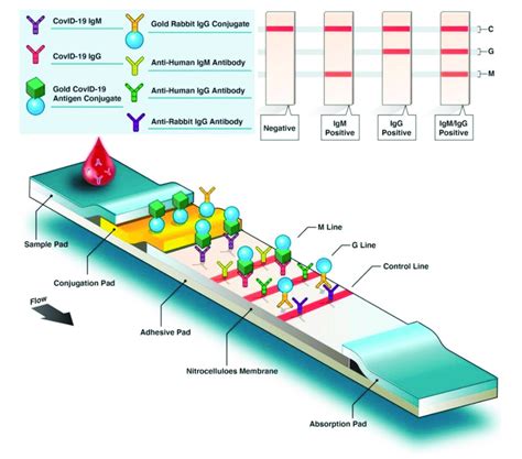 Structure And Flow Diagram Of Colorimetric Lateral Flow Immunoassay Download Scientific