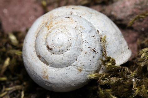 Snail Shell Shells Free Photo On Pixabay Pixabay