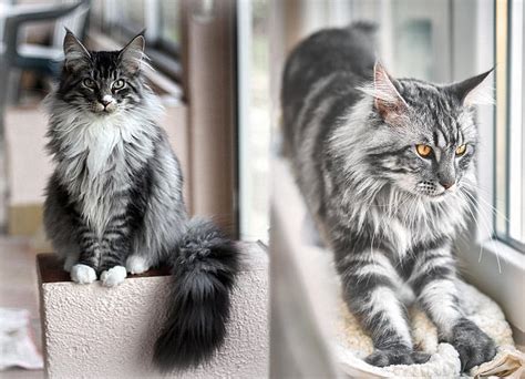 Maine Coon Cat Breed History Personality And Behavior