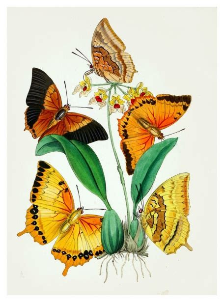 Butterflies Flowers Vintage Old Free Stock Photo Public Domain Pictures