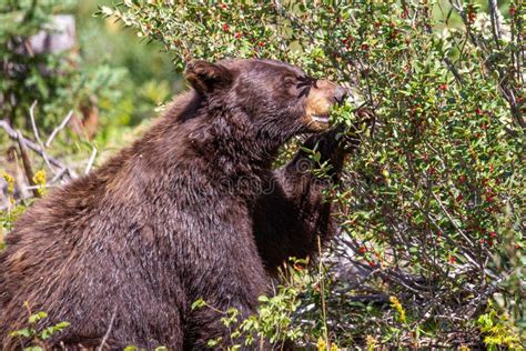 Black Bear Ursus Americanus Eating Wild Berries In A Forest Stock Photo
