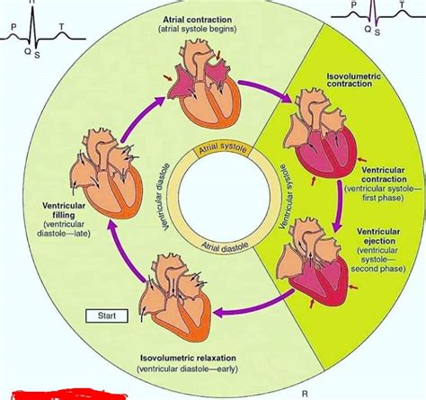 Cardiac Cycle Chart