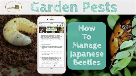 Garden Pests How To Manage Japanese Beetles From Seed To Spoon