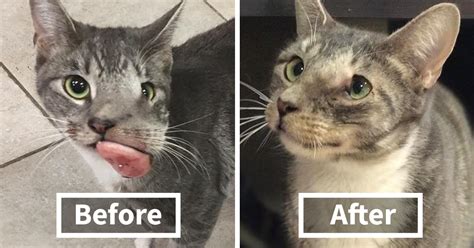 If you still smoke, quitting smoking is the single best thing you can do for your. Cat With Giant Tumor Finally Gets Her Smile Back, But Now ...