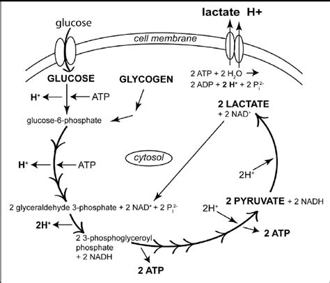 Anaerobic Glycolysis Pathway