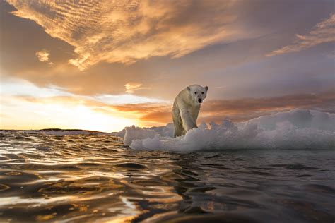 Unexpected Polar Bear Population May Offer Some Hope For The Species